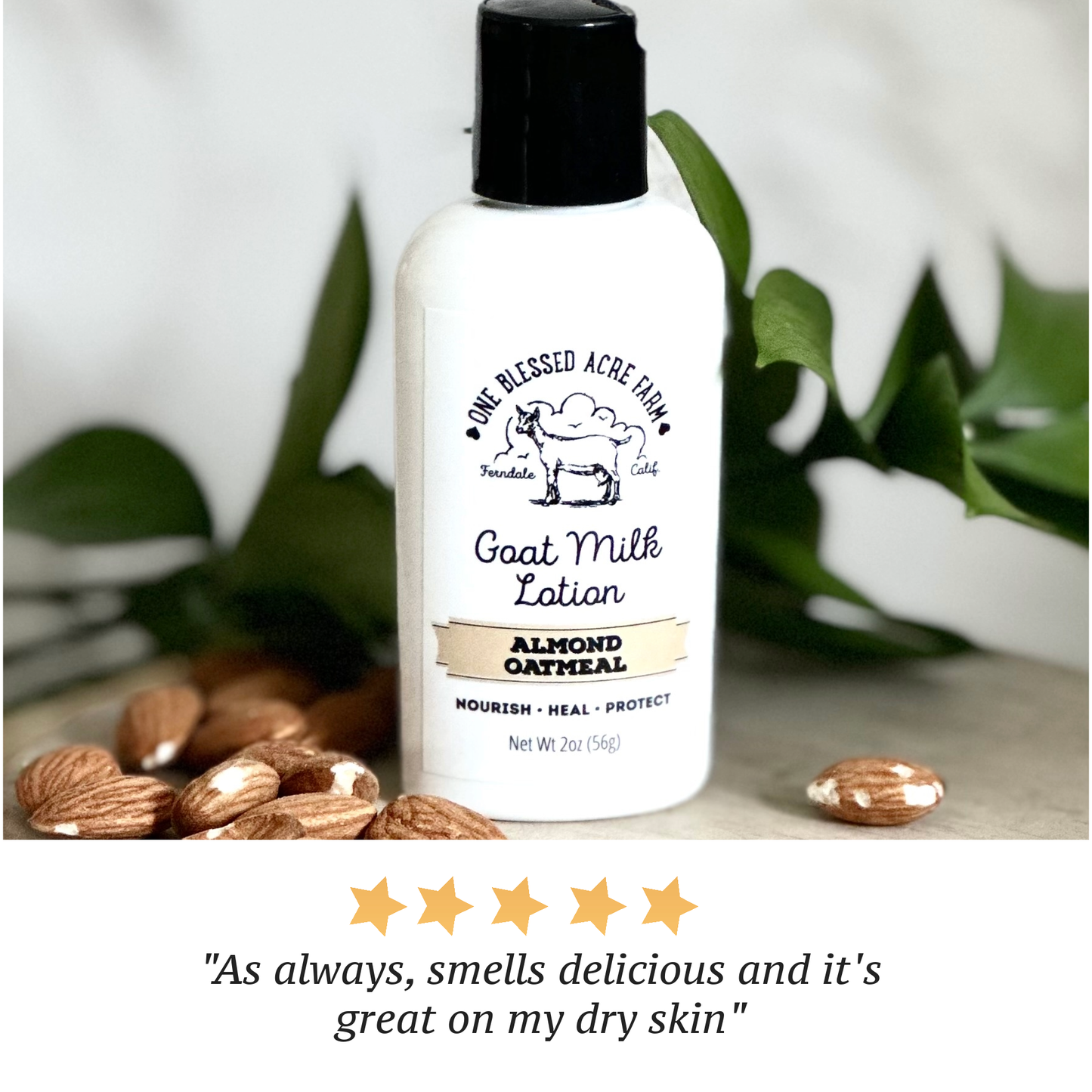 Almond Oatmeal Goat Milk Lotion